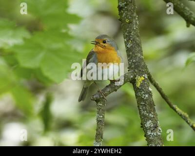 rotrotkehlchen (Erithacus rubecula), erwachsener Vogel, auf einem Zweig singend, umgeben von grünem Laub, Hessen, Deutschland, Europa Stockfoto