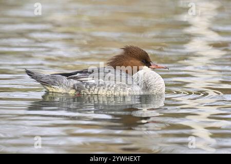 Goosander (Mergus merganser), weiblich, Schwimmen, Schweiz, Europa Stockfoto