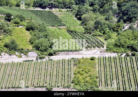 Weinberge bei Assmannshausen, UNESCO-Weltkulturerbe Kulturlandschaft Oberes Mittelrheintal, Weltkulturerbe, Hessen, Deutschland, Europa Stockfoto
