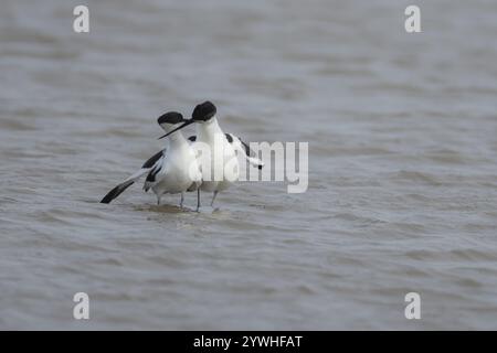 Pied avocet (Recurvirostra avosetta) zwei Erwachsene Watvögel, die im Frühjahr in einer flachen Lagune umwerben, Norfolk, England, Vereinigtes Königreich, Europa Stockfoto