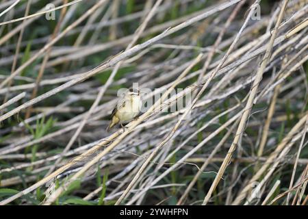 Schilfklatscher (Acrocephalus schoenobaenus), männlicher Gesang auf Schilf, Nationalpark Neusiedler See, Seewinkel, Burgenland, Österreich, Europa Stockfoto