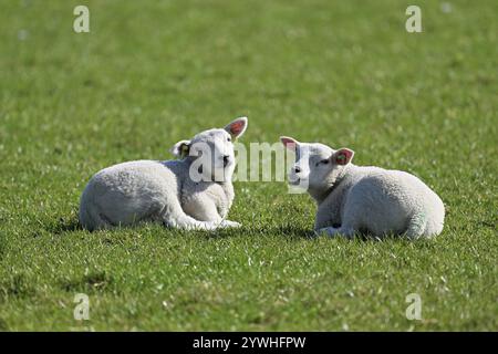 Hausschafe (Ovis aries), zwei Lämmer auf einer Wiese, Texel, Nordholland, Niederlande Stockfoto