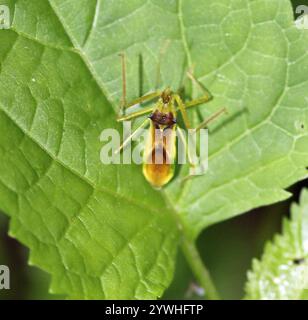 Blassgrün Assassin Bug (Zelus luridus) Stockfoto