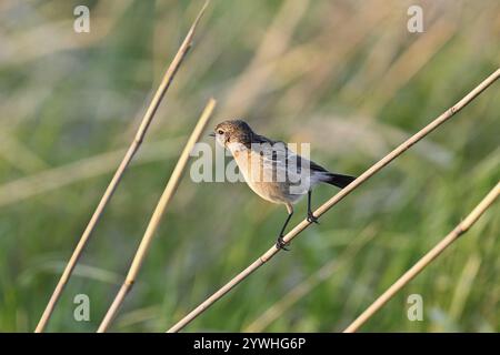 Stonechat (Saxicola rubicola), Weibchen sitzend auf einem Schilf, Nationalpark Neusiedler See, Seewinkel, Burgenland, Österreich, Europa Stockfoto