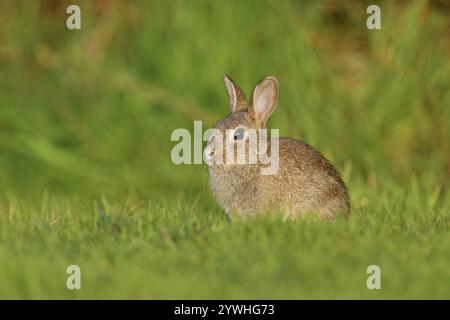 Wildkaninchen (Oryctolagus cuniculus), Jungtier auf einer Wiese, Texel, Westfriesische Inseln, Provinz Nordholland, Niederlande Stockfoto