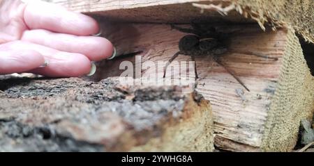 Georgia Wolf Spider (Tigrosa georgicola) Stockfoto