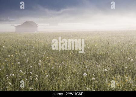 Almwiesen, Lorettowiesen bei Oberstdorf, Allgäuer, Bayern, Deutschland, Europa Stockfoto