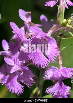 Kleine lila gesäumte Orchidee (Platanthera Psycodes) Stockfoto