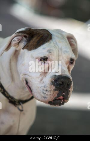 Nahaufnahme eines weißen Hundes mit braunen Flecken und ausdrucksstarken Augen, Rasse American Bulldog, Provence, Frankreich, Europa Stockfoto