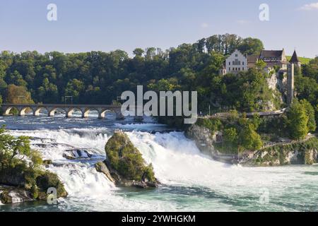 Mächtiger Wasserfall mit Brücke und Gebäude im Hintergrund umgeben von grünen Bäumen unter blauem Himmel, Schloss Laufen, Rheinfall, Kanton Schaffhaus Stockfoto