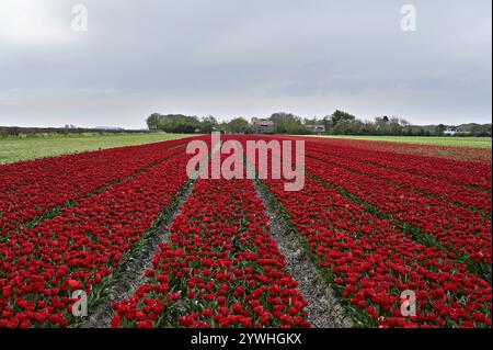 Tulpenfeld mit intensiv roten Blüten als Farbtupfer in der Natur, Tulpen (Tulipa), Texel, Nordholland, Niederlande Stockfoto