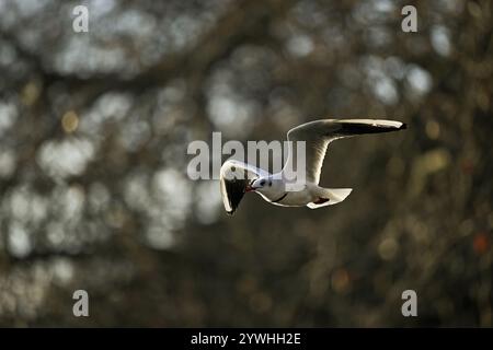 Schwarzkopfmöwe (Larus ridibundus), im Flug, Abendlicht, Zugersee, Kanton Zug, Schweiz, Europa Stockfoto