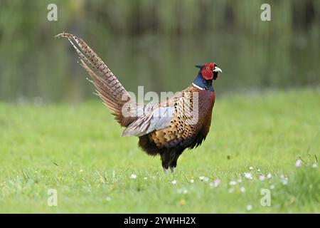 Fasan (Phasianus colchicus), männlich auf der Wiese, Texel, Nordholland, Niederlande Stockfoto