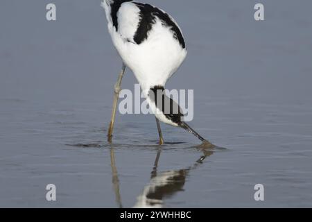 Pied avocet (Recurvirostra avosetta) Erwachsene Watvögel füttern in einer flachen Lagune, Norfolk, England, Vereinigtes Königreich, Europa Stockfoto