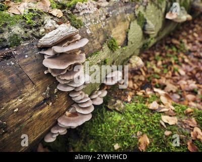 Austernpilz (Pleurotus ostreatus), Schweiz, Europa Stockfoto