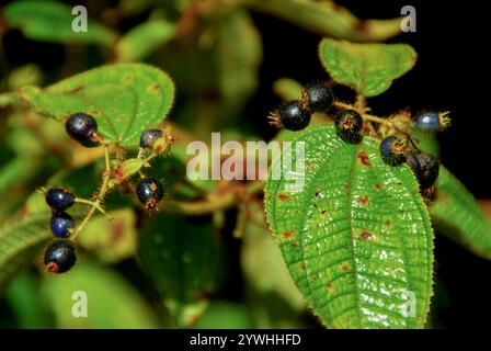 Kosters Fluch (Miconia crenata) Stockfoto