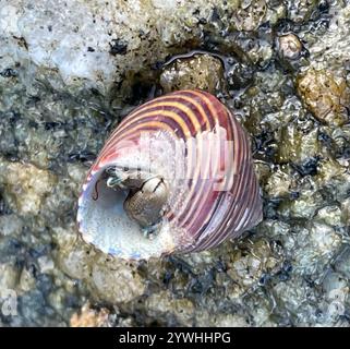 Blaugeringte Spitzenschnecke (Calliostoma ligatum) Stockfoto