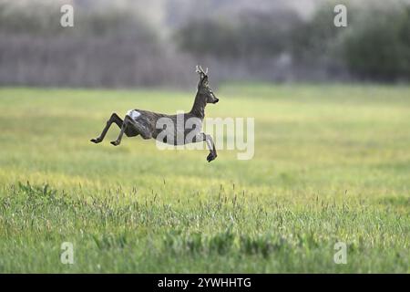 Rehe (Capreolus capreolus), rehbockspringen, auf der Flucht, Nationalpark Neusiedler See, Seewinkel, Burgenland, Österreich, Europa Stockfoto