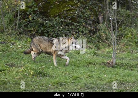 Europäischer Grauwolf (Canis Lupus Lupus), auf einer Wiese, gefangen, Schweiz, Europa Stockfoto