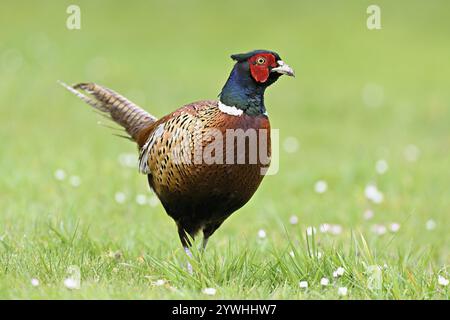 Fasan (Phasianus colchicus), männlich auf der Wiese, Texel, Nordholland, Niederlande Stockfoto