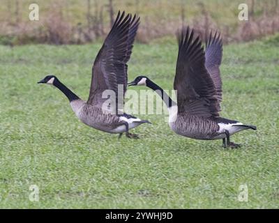 Kanadiengänse (Branta canadensis), Paar, ausgewachsene Vögel, die von einem Feld abheben, im Regen, Hessen, Deutschland, Europa Stockfoto