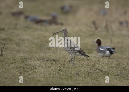 Eurasischer Brachvogel (Numenius arquata), der auf Grasland steht, England, Vereinigtes Königreich, Europa Stockfoto