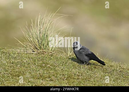 Jackdaw (Corvus monedula), ausgewachsener Vogel auf der Wiese, Texel, Westfriesische Inseln, Provinz Nordholland, Niederlande Stockfoto