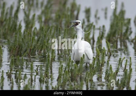 Reiher (Egretta garzetta), erwachsener Vogel, der einen Fisch in einer flachen Lagune isst, Suffolk, England, Vereinigtes Königreich, Europa Stockfoto