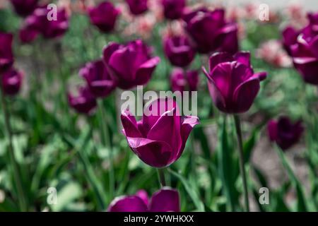 Tulpen wachsen in wunderschönen Gärten Stockfoto