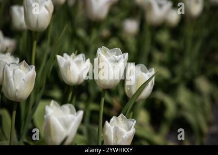 Tulpen wachsen in wunderschönen Gärten Stockfoto