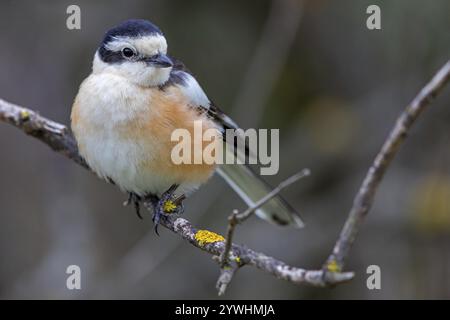 Maskenkrebse (Lanius nubicu), Tiere, Vögel, Garnelenfamilie, Stall, Biotope Lesbos Island, Lesbos, Griechenland, Europa Stockfoto