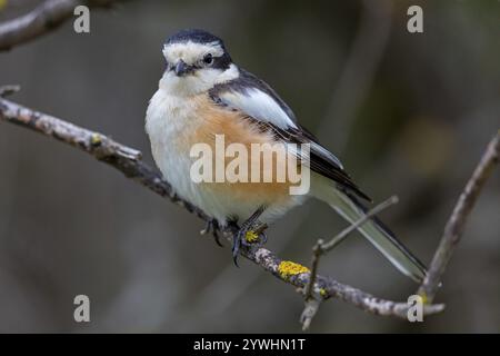 Maskenkrebse (Lanius nubicu), Tiere, Vögel, Garnelenfamilie, Stall, Biotope Lesbos Island, Lesbos, Griechenland, Europa Stockfoto