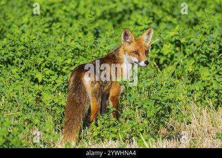 Fuchs (Vulpes vulpes) Rehkitz Jagd Mäuse Deutschland Stockfoto