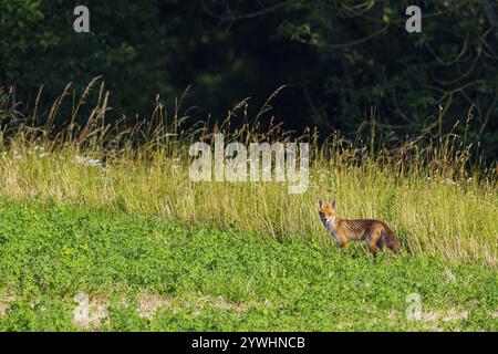 Fuchs (Vulpes vulpes) Rehkitz Jagd Mäuse Deutschland Stockfoto