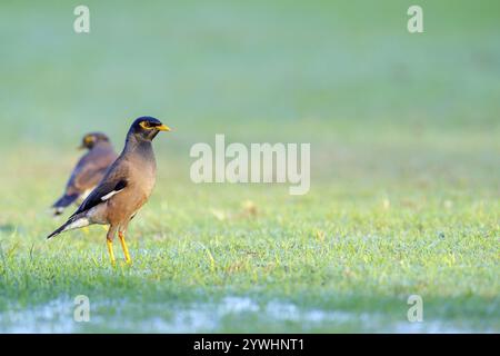 Shepherd's Mynah (Acridotheres tristis), Tiere, Vögel, Barsch, Biotope, Habitat, Maskat, Al Qurm Park, Maskat, Oman, Asien Stockfoto