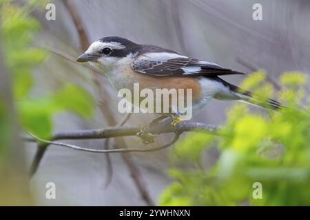 Maskenkrebse (Lanius nubicu), Tiere, Vögel, Garnelenfamilie, Stall, Biotope Lesbos Island, Lesbos, Griechenland, Europa Stockfoto