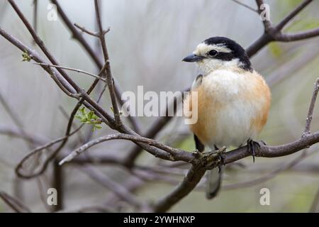 Maskenkrebse (Lanius nubicu), Tiere, Vögel, Garnelenfamilie, Stall, Biotope Lesbos Island, Lesbos, Griechenland, Europa Stockfoto