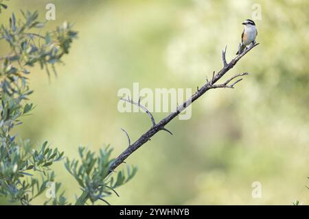 Maskenkrebse (Lanius nubicu), Tiere, Vögel, Garnelenfamilie, Stall, Biotope Lesbos Island, Lesbos, Griechenland, Europa Stockfoto