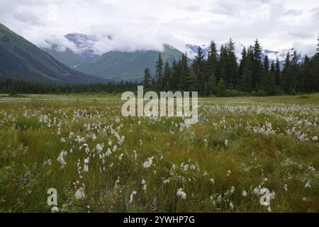 Ein weites Feld von weißem Baumwollgras vor einem Hintergrund von Bergen und Wäldern unter bewölktem Himmel, Girdwood, Alaska, USA, Nordamerika Stockfoto