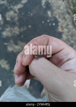 Gemeinsame östlichen Firefly (Photinus pyralis) Stockfoto