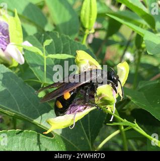 Große vierfleckige Scoliid Wasp (Pygodasis quadrimaculata) Stockfoto