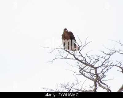 Chimango Caracara (Daptrius chimango) Stockfoto