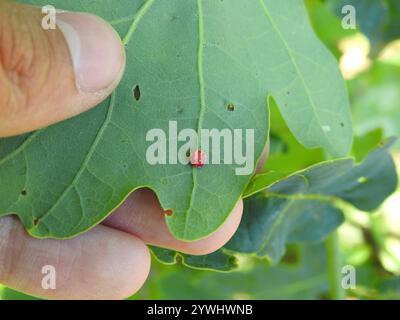 Gestreifte Pea Gall Wasp (Cynips longiventris) Stockfoto