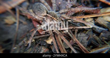 Georgia Wolf Spider (Tigrosa georgicola) Stockfoto