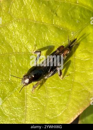 Größerer Zwergmole Grasshopper (Neotridactylus apicialis) Stockfoto