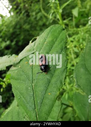 Schwarz zentrierter Klickkäfer (Ampedus sanguinolentus) Stockfoto