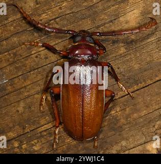 Langhornkäfer mit Zahnhalsen (Prionus pocularis) Stockfoto