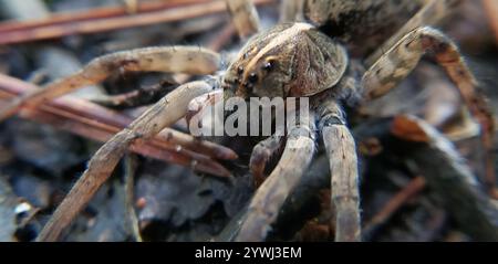 Georgia Wolf Spider (Tigrosa georgicola) Stockfoto