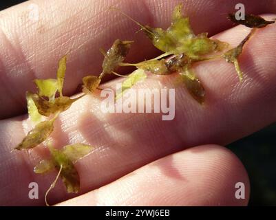 Efeublättrige Ente (Lemna trisulca) Stockfoto