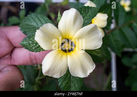 Kubanische Butterblume (Turnera subulata) Stockfoto